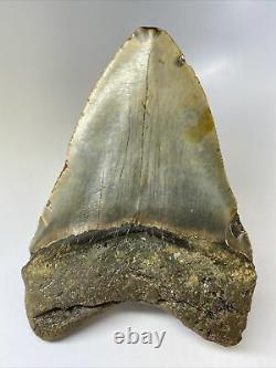 Megalodon Shark Tooth 5.51 Huge Natural Fossil Real 10038