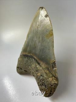 Megalodon Shark Tooth 5.51 Huge Natural Fossil Real 10038