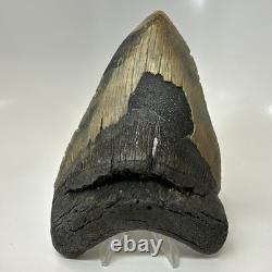 Megalodon Shark Tooth 5.51 Inch Colorful Natural Fossil Authentic 20446