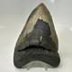Megalodon Shark Tooth 5.51 Inch Colorful Natural Fossil Authentic 20446