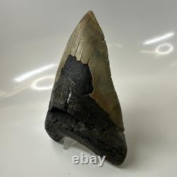 Megalodon Shark Tooth 5.51 Inch Colorful Natural Fossil Authentic 20446