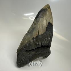 Megalodon Shark Tooth 5.51 Inch Colorful Natural Fossil Authentic 20446