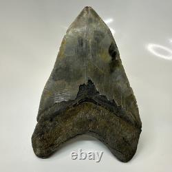 Megalodon Shark Tooth 5.51 Inch Colorful Natural Fossil Authentic 20446