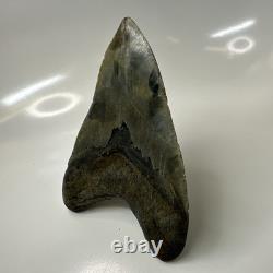 Megalodon Shark Tooth 5.51 Inch Colorful Natural Fossil Authentic 20446