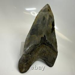 Megalodon Shark Tooth 5.51 Inch Colorful Natural Fossil Authentic 20446