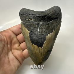 Megalodon Shark Tooth 5.51 Inch Colorful Natural Fossil Authentic 20446