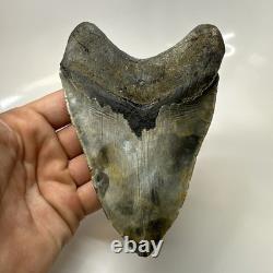 Megalodon Shark Tooth 5.51 Inch Colorful Natural Fossil Authentic 20446