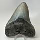 Megalodon Shark Tooth 5.51 Inch Massive Wide Fossil Authentic Teeth 20207