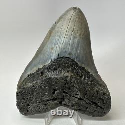 Megalodon Shark Tooth 5.51 Inch Massive Wide Fossil Authentic Teeth 20207