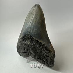Megalodon Shark Tooth 5.51 Inch Massive Wide Fossil Authentic Teeth 20207 Megalodon Shark Tooth 5.51 Inch Massive Wide Fossil Authentic Teeth 20207