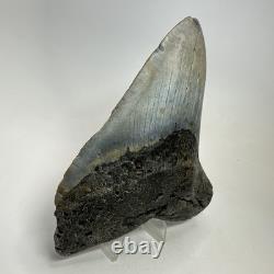 Megalodon Shark Tooth 5.51 Inch Massive Wide Fossil Authentic Teeth 20207