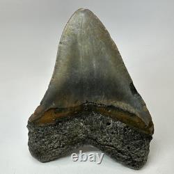 Megalodon Shark Tooth 5.51 Inch Massive Wide Fossil Authentic Teeth 20207 Megalodon Shark Tooth 5.51 Inch Massive Wide Fossil Authentic Teeth 20207