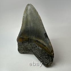 Megalodon Shark Tooth 5.51 Inch Massive Wide Fossil Authentic Teeth 20207