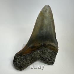Megalodon Shark Tooth 5.51 Inch Massive Wide Fossil Authentic Teeth 20207