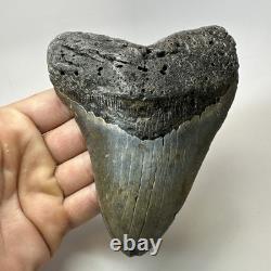 Megalodon Shark Tooth 5.51 Inch Massive Wide Fossil Authentic Teeth 20207