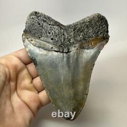 Megalodon Shark Tooth 5.51 Inch Massive Wide Fossil Authentic Teeth 20207