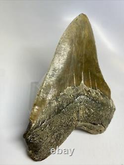 Megalodon Shark Tooth 5.52 Huge Amazing Fossil Authentic 11710