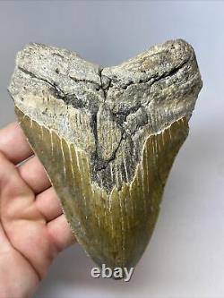 Megalodon Shark Tooth 5.52 Huge Amazing Fossil Authentic 11710
