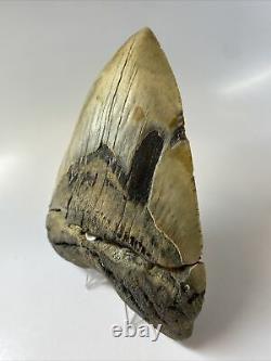 Megalodon Shark Tooth 5.52 Huge Amazing Fossil Authentic 9107