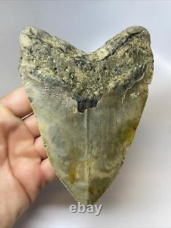 Megalodon Shark Tooth 5.52 Huge Amazing Fossil Authentic 9107