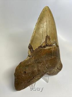 Megalodon Shark Tooth 5.52 Huge Orange Fossil Natural 11153