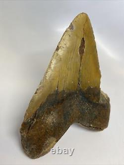 Megalodon Shark Tooth 5.52 Huge Orange Fossil Natural 11153