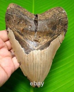 Megalodon Shark Tooth 5.52 Huge Shark Tooth Real Fossil No Restoration