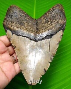 Megalodon Shark Tooth 5.52 Huge Shark Tooth Real Fossil No Restoration