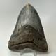 Megalodon Shark Tooth 5.52 Inch Colorful Authentic Fossil Natural 20277