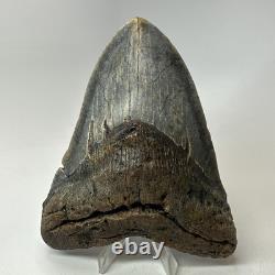 Megalodon Shark Tooth 5.52 Inch Colorful Authentic Fossil Natural 20277