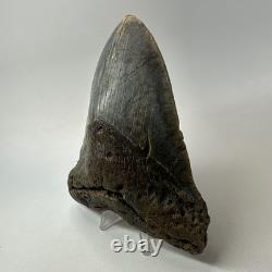 Megalodon Shark Tooth 5.52 Inch Colorful Authentic Fossil Natural 20277