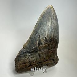 Megalodon Shark Tooth 5.52 Inch Colorful Authentic Fossil Natural 20277