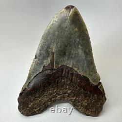 Megalodon Shark Tooth 5.52 Inch Colorful Authentic Fossil Natural 20277