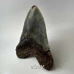 Megalodon Shark Tooth 5.52 Inch Colorful Authentic Fossil Natural 20277