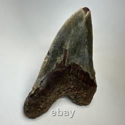 Megalodon Shark Tooth 5.52 Inch Colorful Authentic Fossil Natural 20277