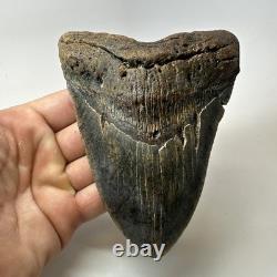 Megalodon Shark Tooth 5.52 Inch Colorful Authentic Fossil Natural 20277
