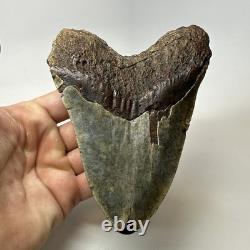Megalodon Shark Tooth 5.52 Inch Colorful Authentic Fossil Natural 20277