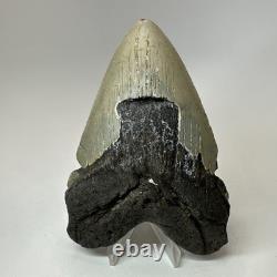 Megalodon Shark Tooth 5.52 Inch Huge Beautiful Fossil Real Teeth 19841