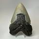 Megalodon Shark Tooth 5.52 Inch Huge Beautiful Fossil Real Teeth 19841