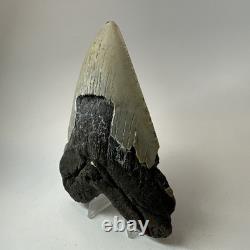 Megalodon Shark Tooth 5.52 Inch Huge Beautiful Fossil Real Teeth 19841
