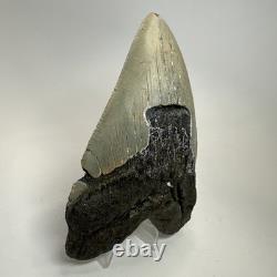 Megalodon Shark Tooth 5.52 Inch Huge Beautiful Fossil Real Teeth 19841