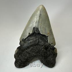Megalodon Shark Tooth 5.52 Inch Huge Beautiful Fossil Real Teeth 19841