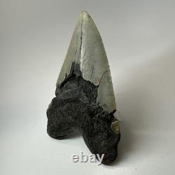 Megalodon Shark Tooth 5.52 Inch Huge Beautiful Fossil Real Teeth 19841