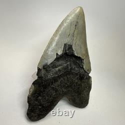 Megalodon Shark Tooth 5.52 Inch Huge Beautiful Fossil Real Teeth 19841