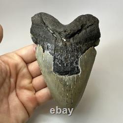 Megalodon Shark Tooth 5.52 Inch Huge Beautiful Fossil Real Teeth 19841