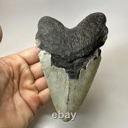 Megalodon Shark Tooth 5.52 Inch Huge Beautiful Fossil Real Teeth 19841