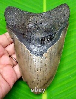 Megalodon Shark Tooth 5.52 Inches Shark Teeth Real Fossil Megladone