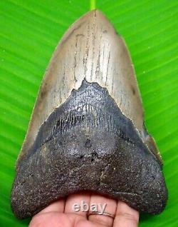 Megalodon Shark Tooth 5.52 Inches Shark Teeth Real Fossil Megladone