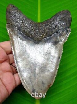 Megalodon Shark Tooth 5.52 Inches Shark Teeth Real Fossil Megladone