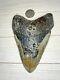 Megalodon Shark Tooth 5.530 In. Buy From The Source! Diver Direct! Beautiful